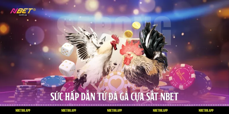 Sức hấp dẫn từ đá gà cựa sắt Nbet