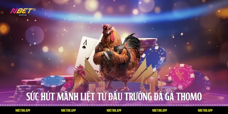 Sức hút mãnh liệt từ đấu trường đá gà Thomo